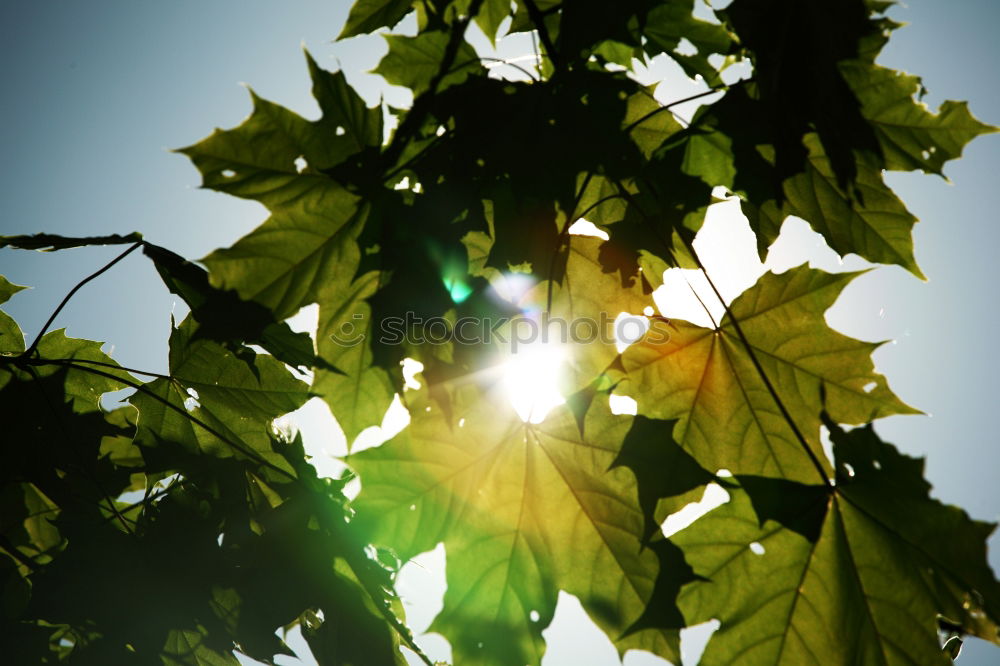 Similar – maple Nature Plant Sun