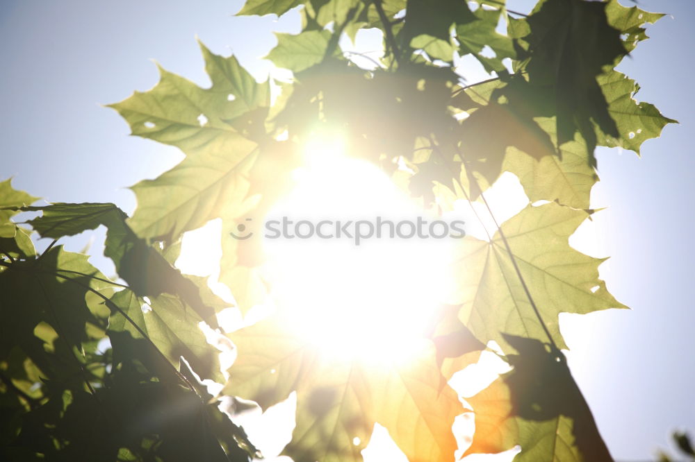 Similar – maple Nature Plant Sun