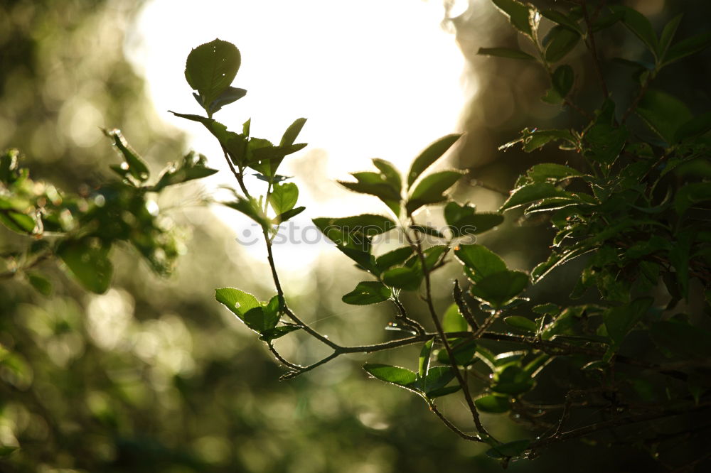 Similar – Image, Stock Photo Bird house on a tree among the green leaves