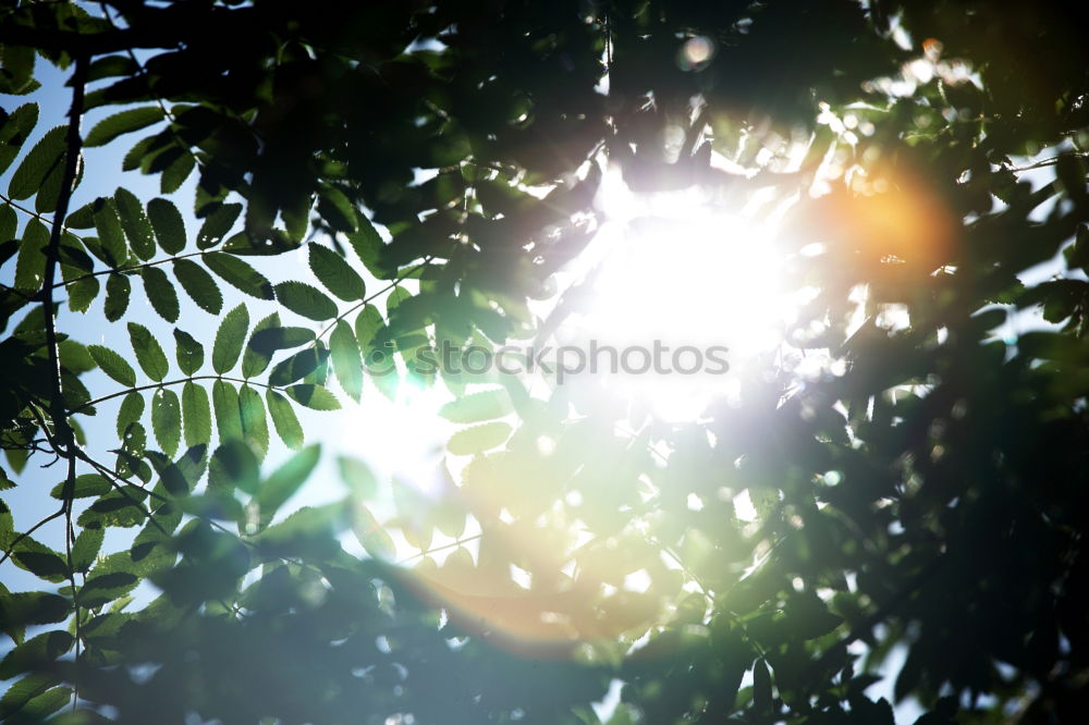 Similar – Image, Stock Photo in front of window Nature