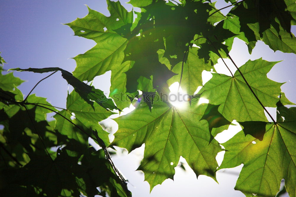 Similar – forest light Forest Tree