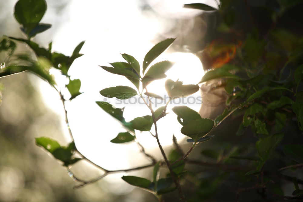 Similar – Image, Stock Photo 25 [picnic view 1] Joy