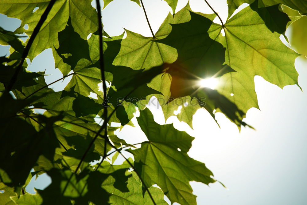 Similar – maple Nature Plant Sun