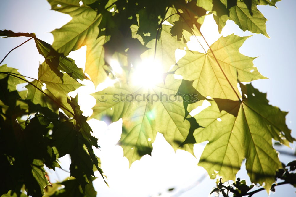 maple Nature Plant Sun