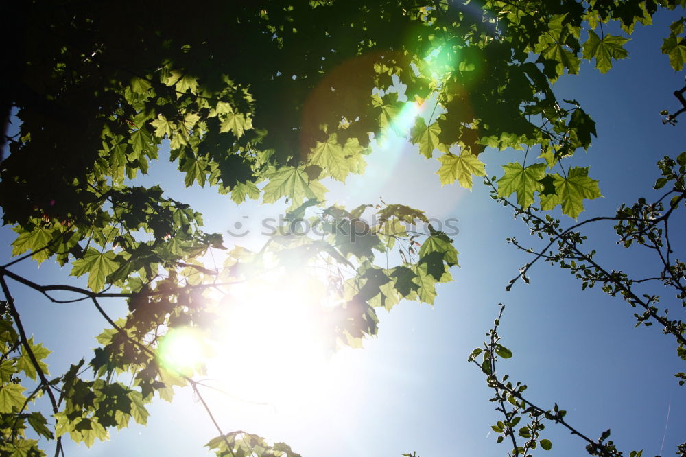 Similar – Image, Stock Photo A sunny day. Environment