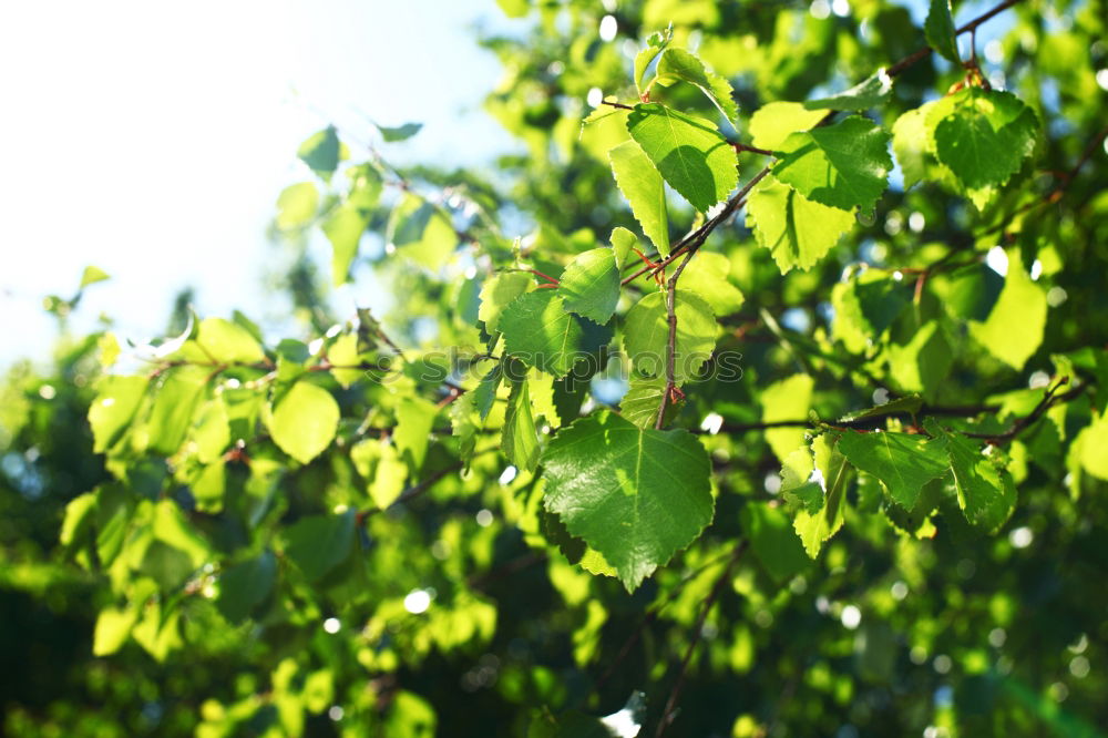 Similar – Foto Bild Im Garten Eden Baum grün