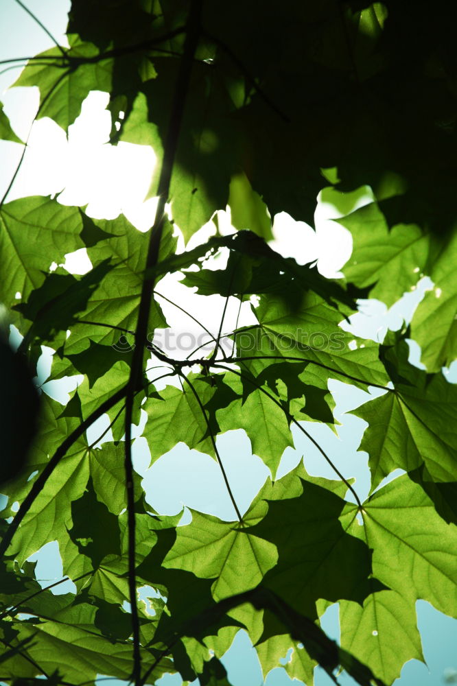 Similar – first spring fever Leaf