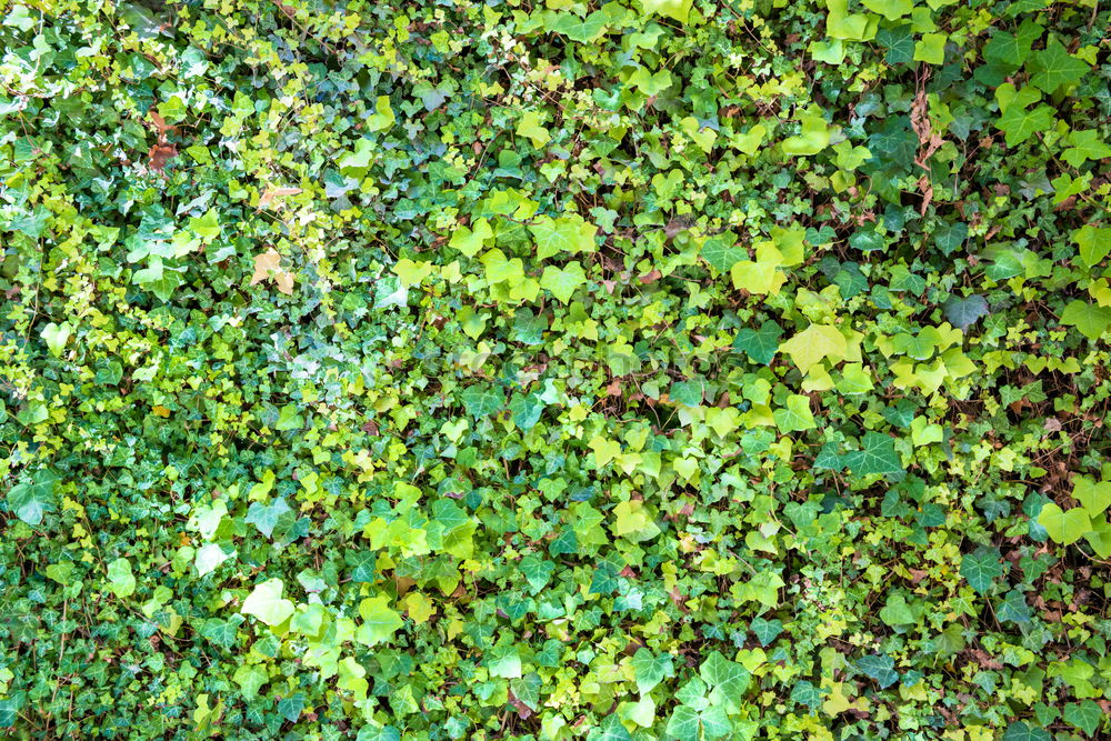 Similar – Undurchschaubar Blatt grün