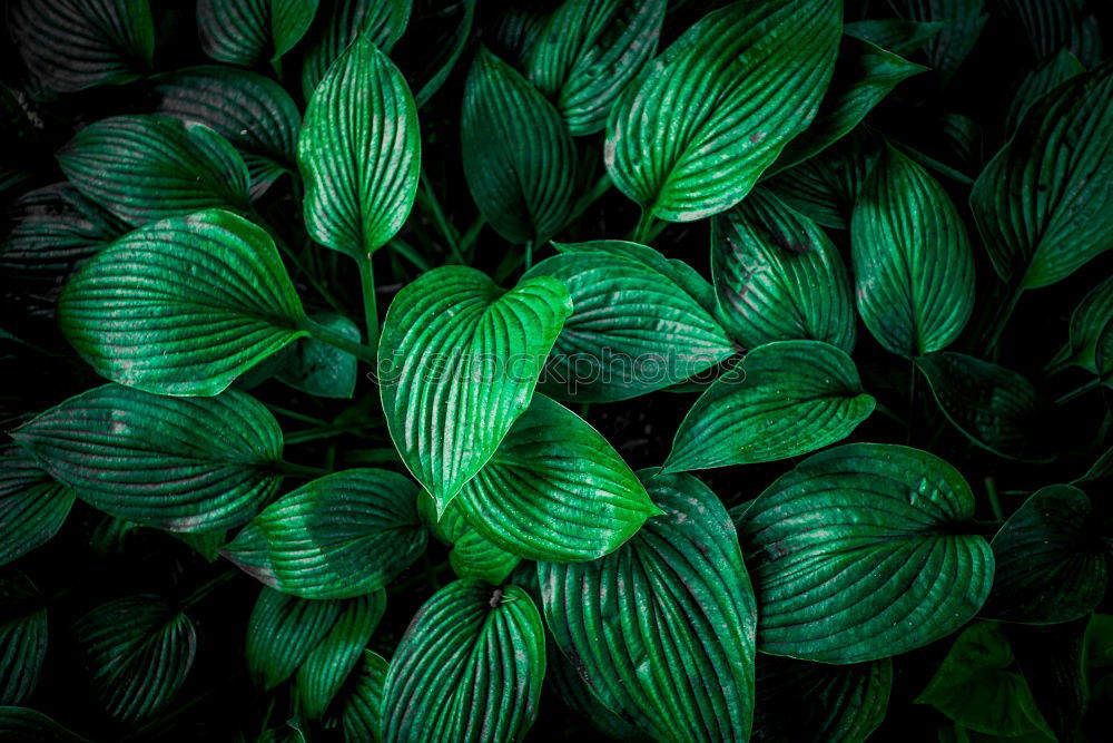 Similar – Image, Stock Photo green leaves texture Plant