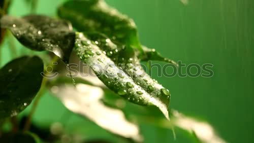 Similar – Green ice Leaf Nature Ice