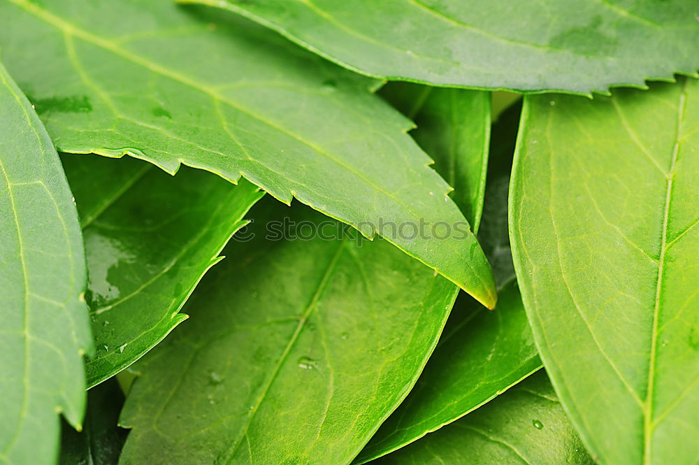 Similar – Image, Stock Photo Green leaves with drops of water