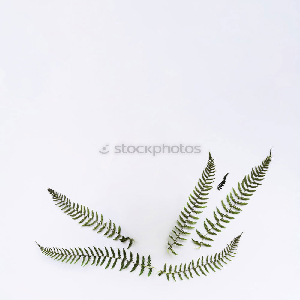 Similar – intruder Plant Summer Leaf