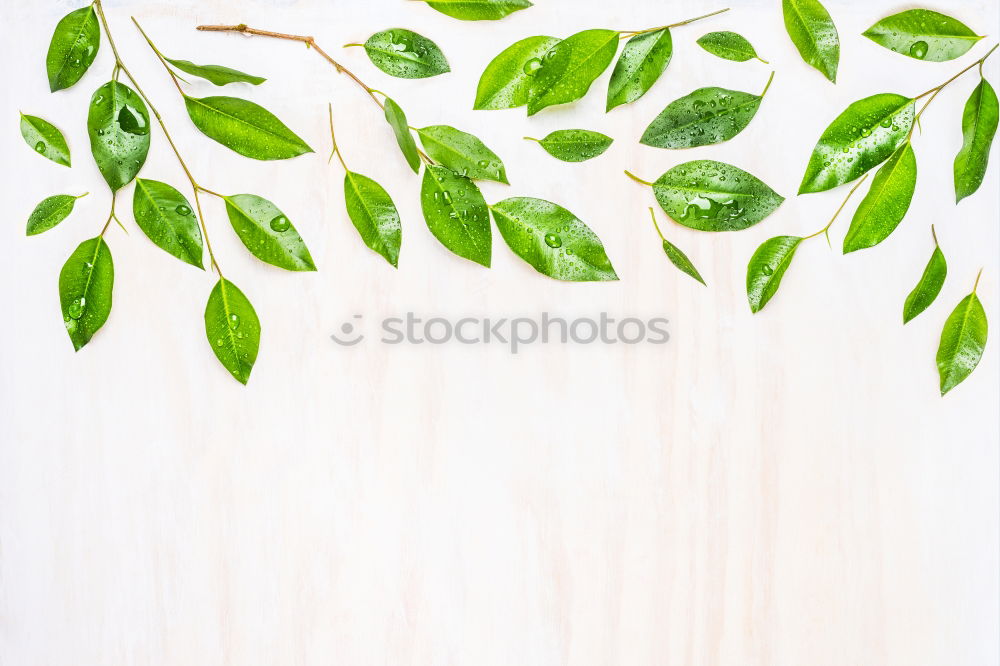 Similar – Image, Stock Photo Nature background with green leaves