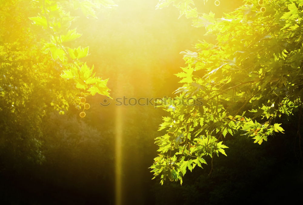 Similar – forest light Forest Tree