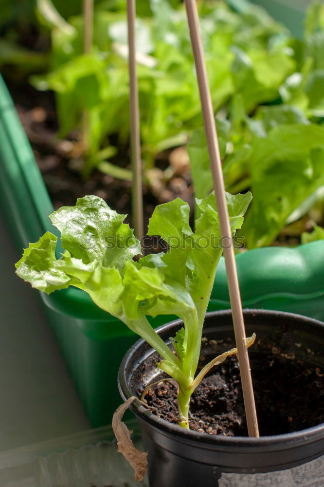 Similar – Image, Stock Photo Green plants in the windowsill