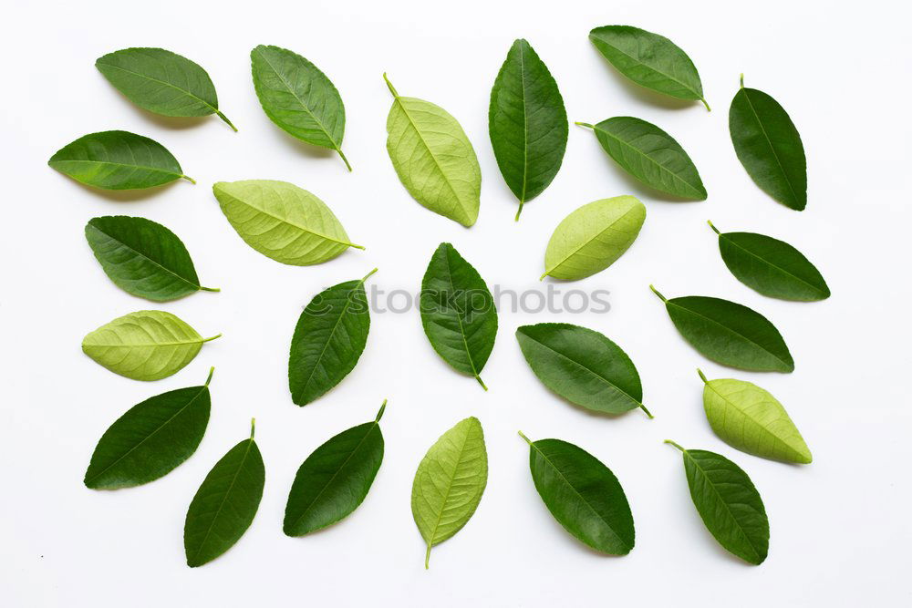 Similar – Image, Stock Photo Hedera helix Ivy String