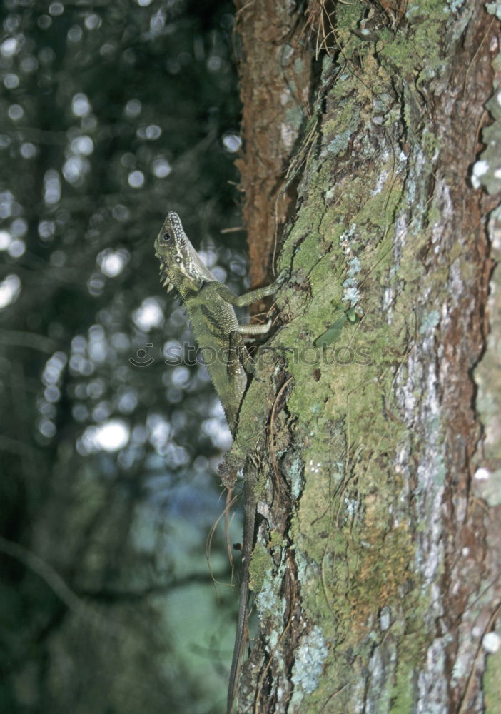 Similar – baumstumpf in der mala fatra