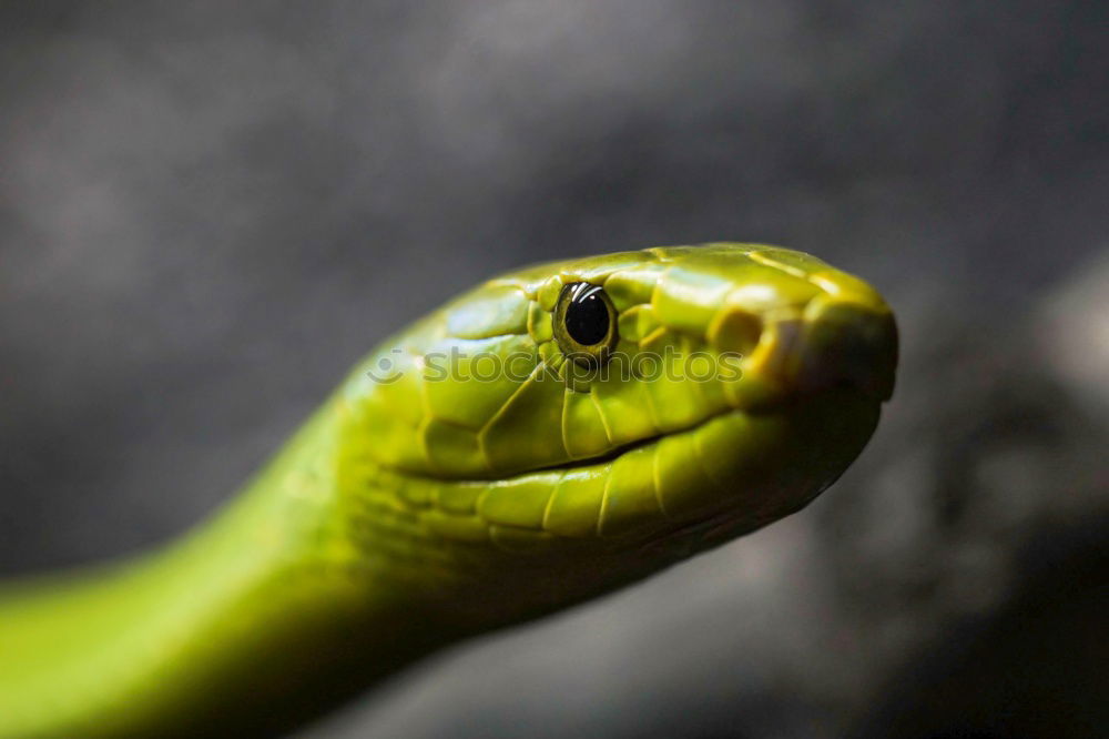 Similar – Image, Stock Photo Tube Snake Boogie Animal