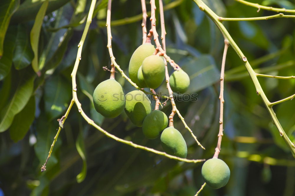 Similar – Avocado fruit on the tree