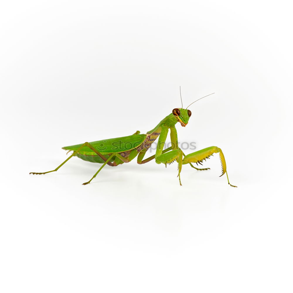 Similar – Grasshopper climbing