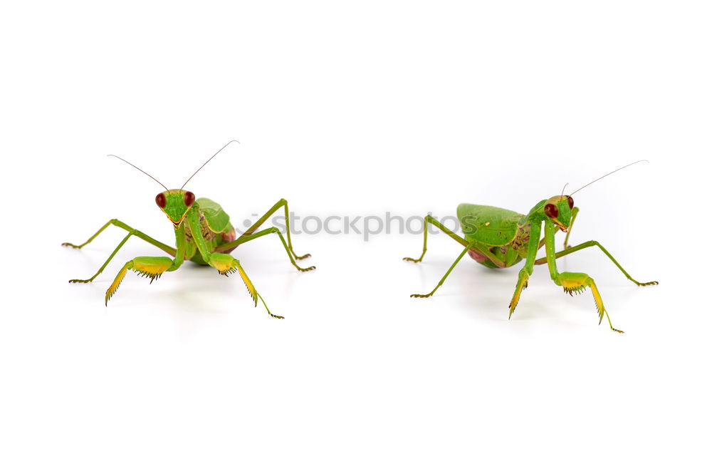 Similar – jump House cricket Insect