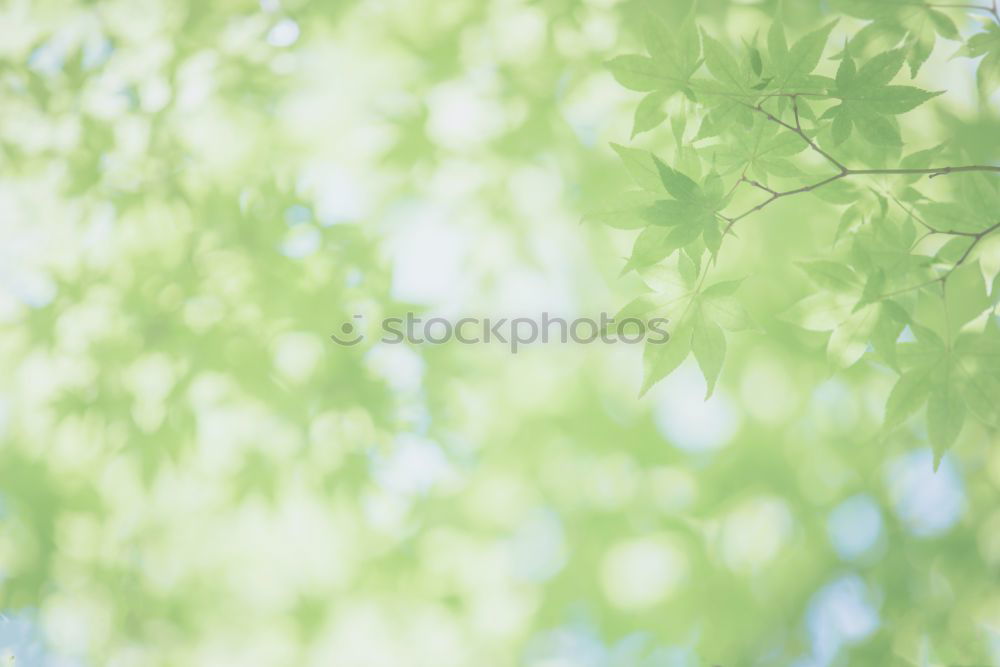 Similar – Beech leaves in warm October light