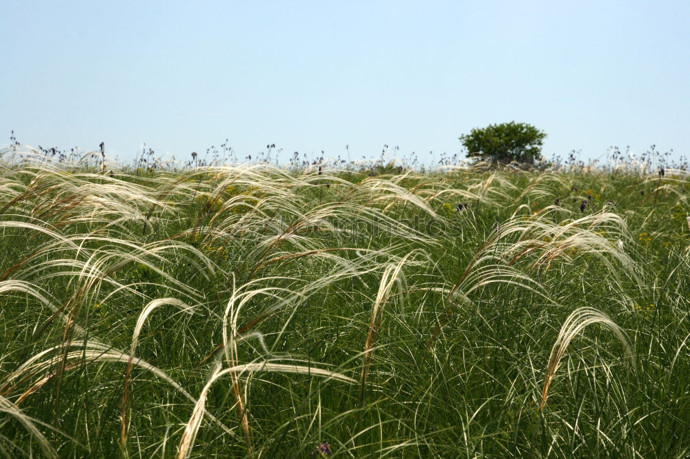 Similar – barley field Yellow Field