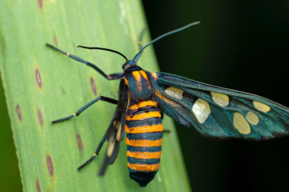 Similar – Black and Red Butterfly