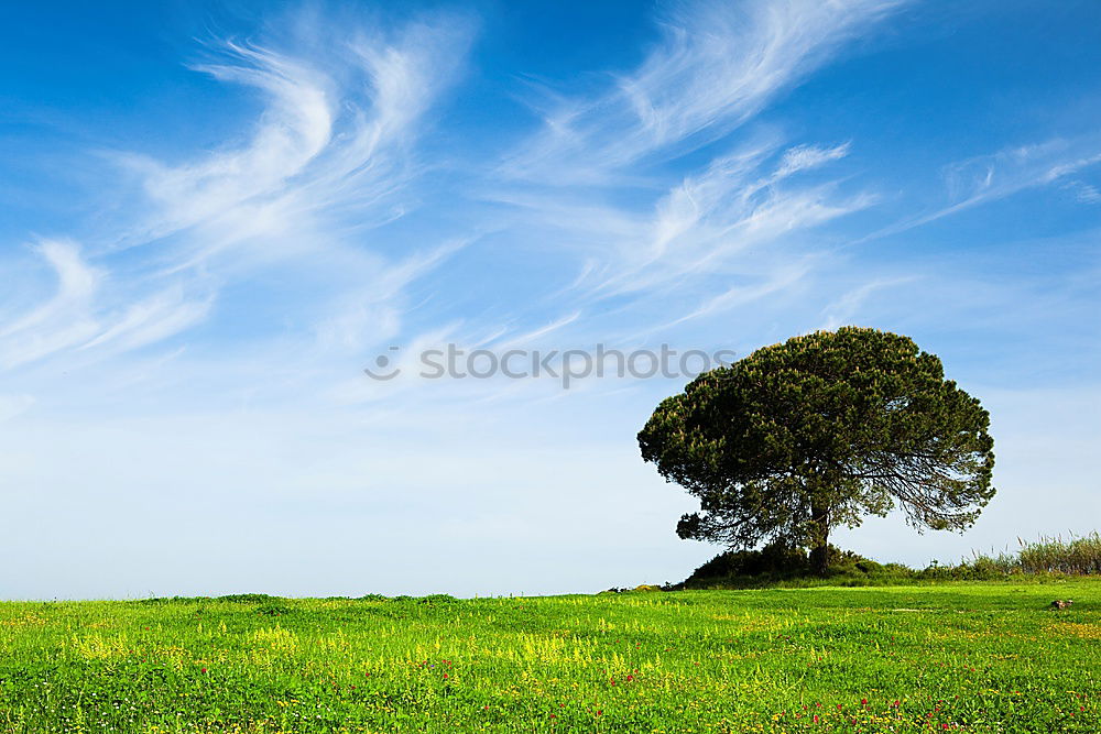 Similar – Image, Stock Photo moon tree Tree Meadow