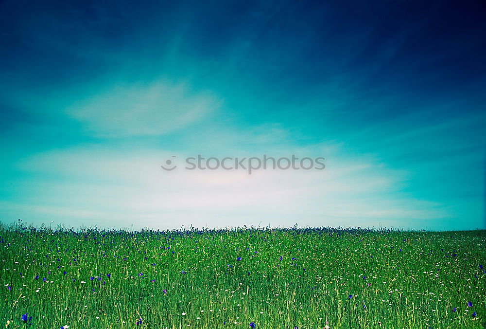 Similar – Image, Stock Photo western beach Wind cripple