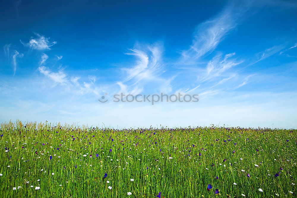 Similar – Image, Stock Photo edelweiss Mountain Hiking