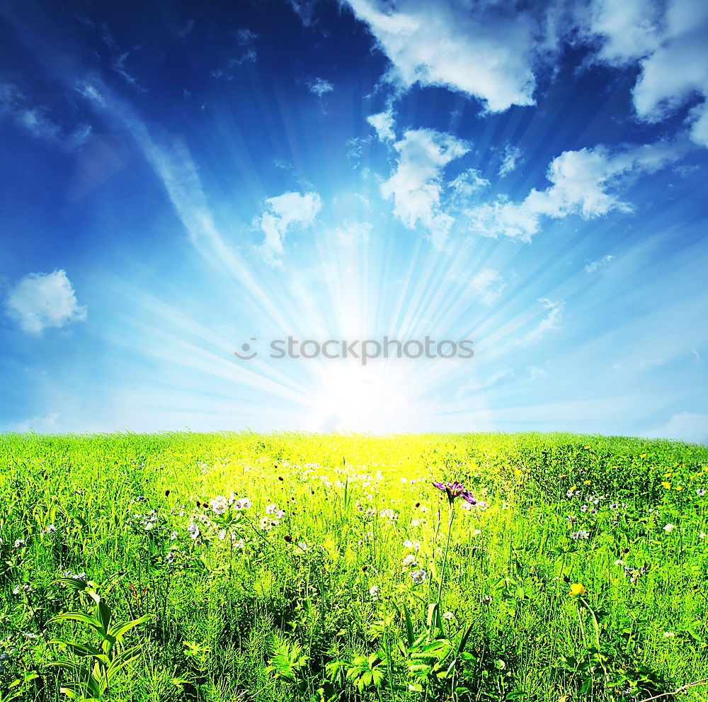 Similar – Foto Bild Blumenwiese Wiese