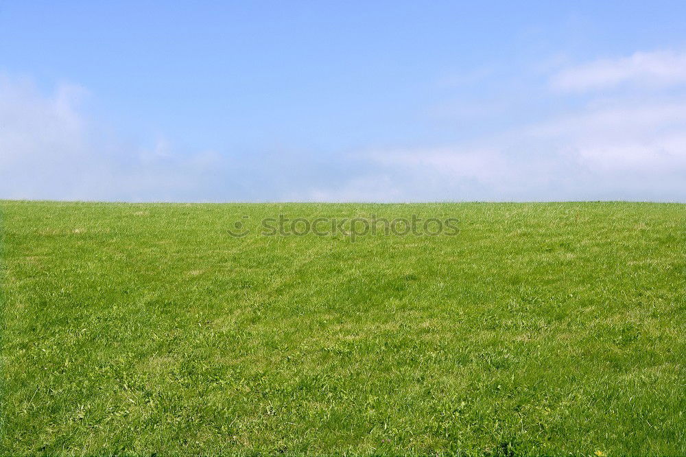 Similar – Dixie Grass Meadow Lawn