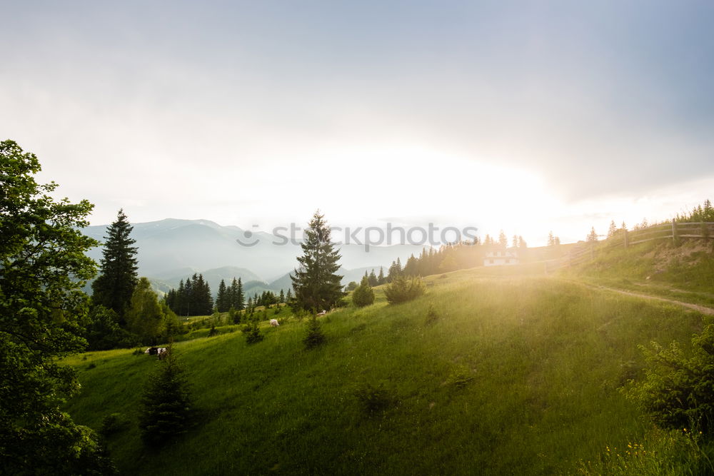 Similar – Image, Stock Photo Sunrise | Cow | Pitztaler Alps