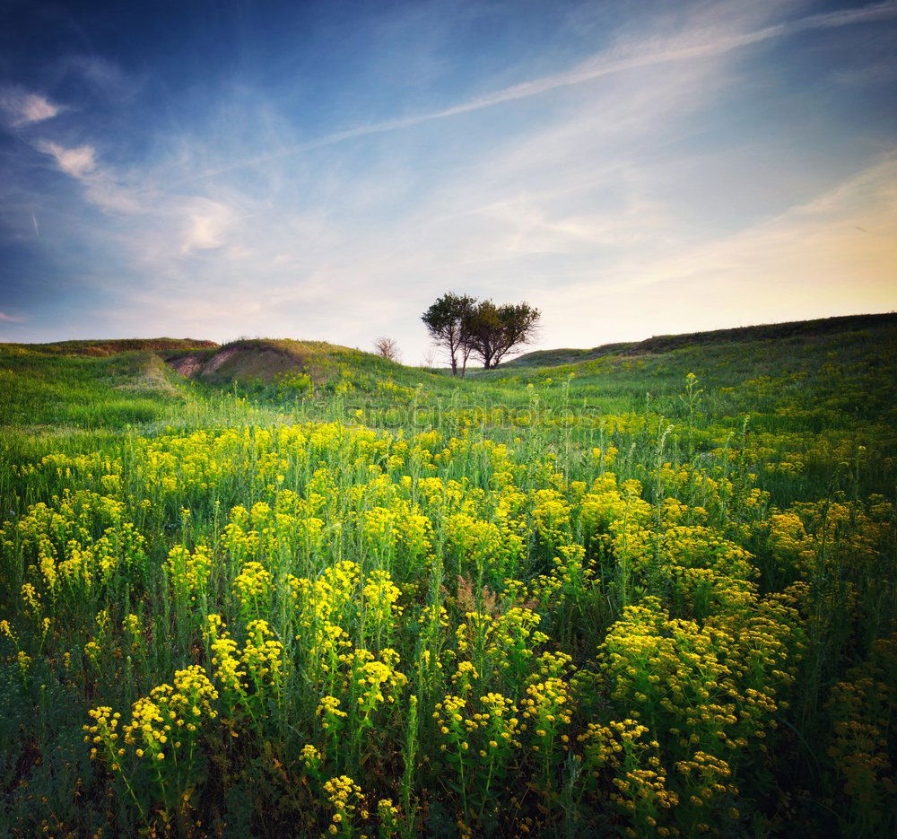 Similar – Foto Bild gelbe Blumen mit hellem Getreidefeld und blauem Himmel im Hintergrund