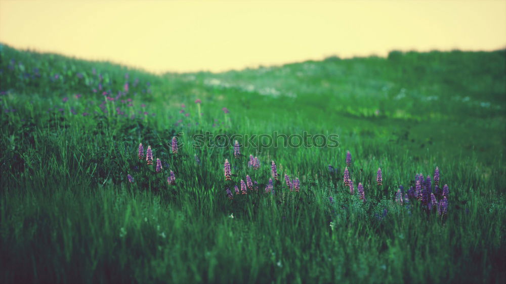 Similar – Image, Stock Photo The weed used to be a lot greener childhood memory.