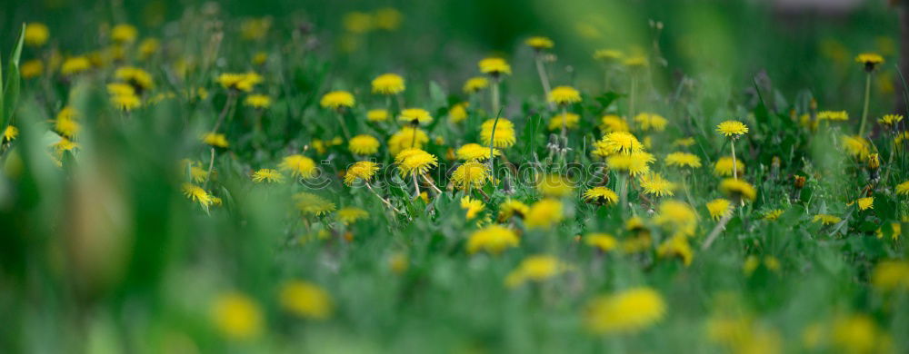 Similar – löwenzahn Löwenzahn Wiese