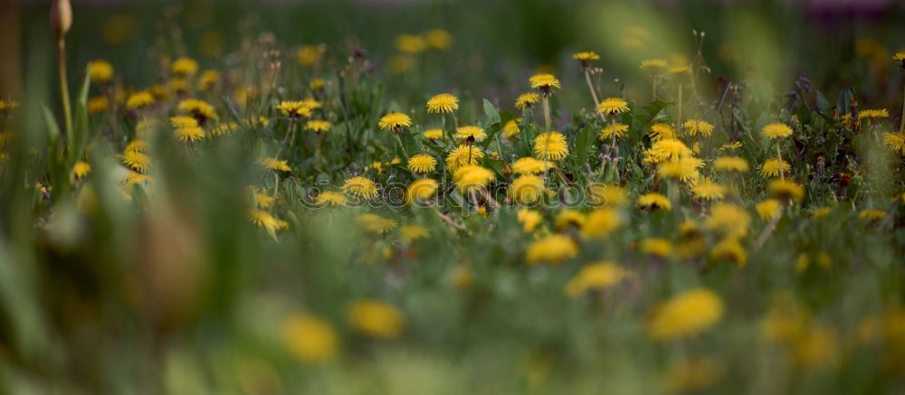 Similar – Foto Bild Sonnenblumen in Ciabot