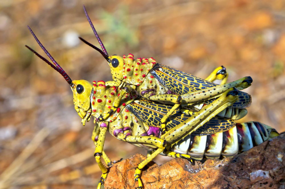 Similar – Image, Stock Photo Chameleon I Animal