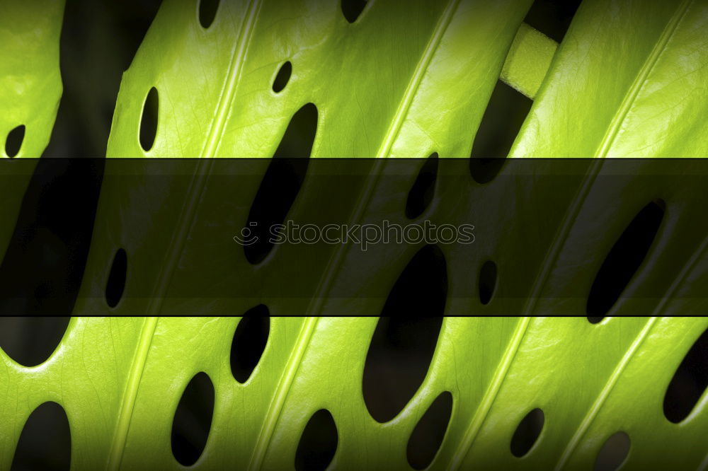 Similar – Image, Stock Photo contrasts Tree Green