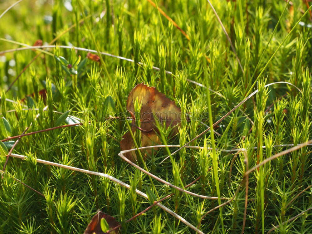 Similar – Katze im Gras Wiese