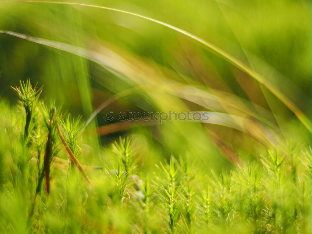 Image, Stock Photo uncombed Meadow Green