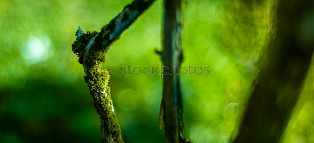 Similar – Fern Plants Pteridopsida