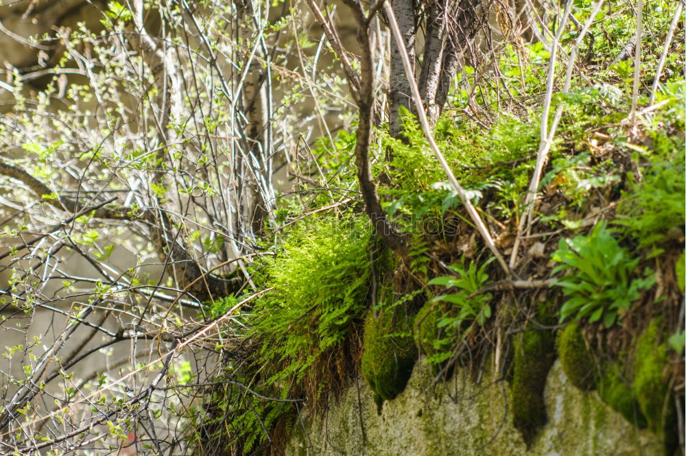 Similar – Image, Stock Photo root Tree Brown Mystic