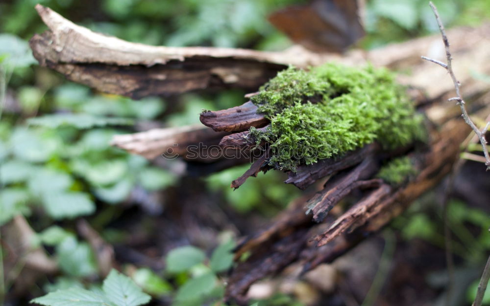 Similar – Image, Stock Photo Lichens and moss Plant