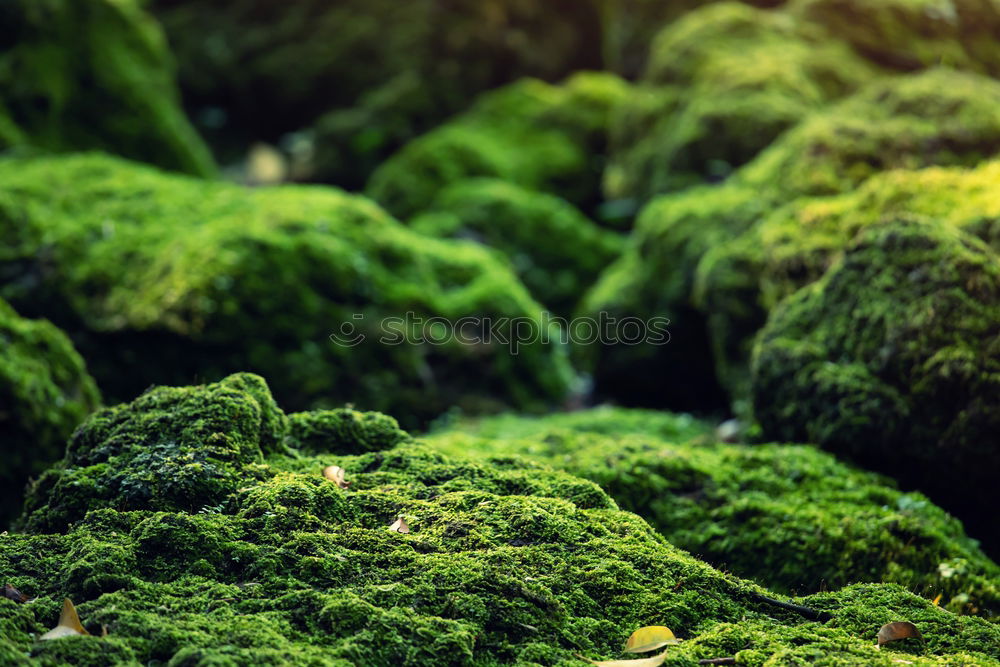 Similar – Green Mile. Natur Frühling