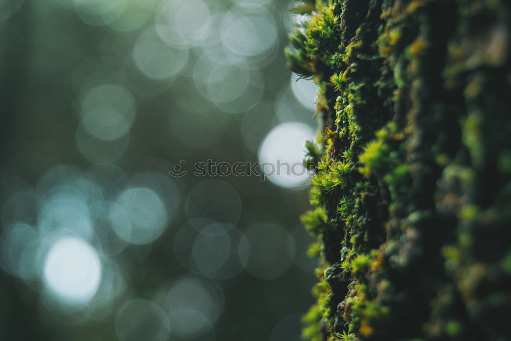 Similar – Image, Stock Photo leaf canopy Lifestyle