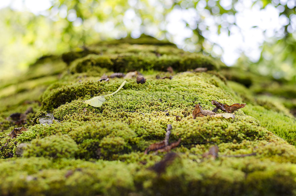 moss landscape Environment