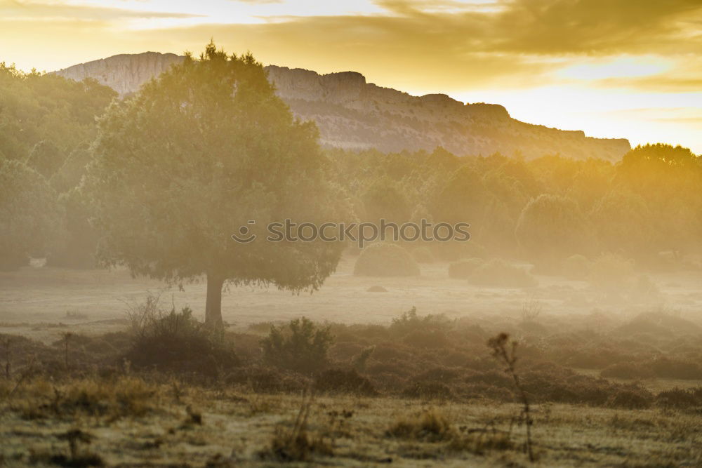 Similar – Flock of sheep at sunset