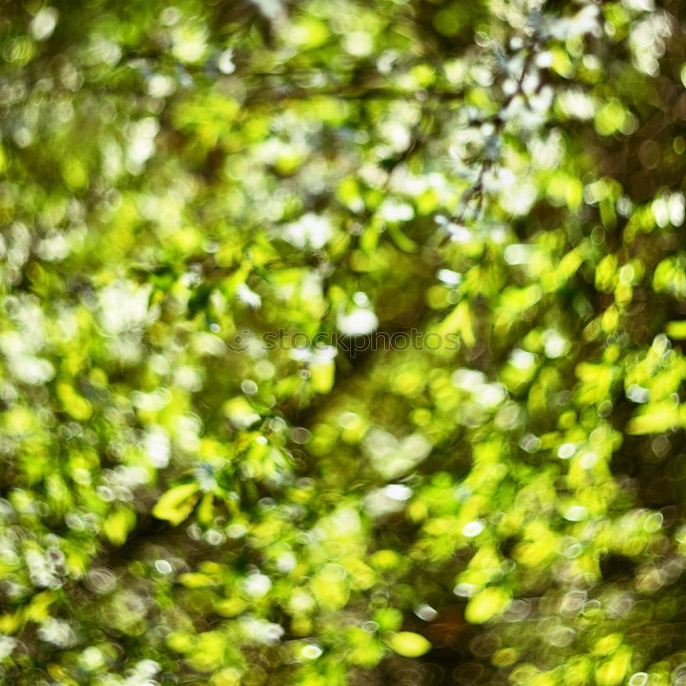 Similar – Beech leaves in warm October light